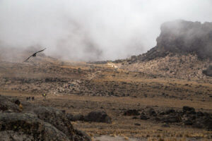 Hawk Flying through the clouds Kilimanjaro Northern Circuit