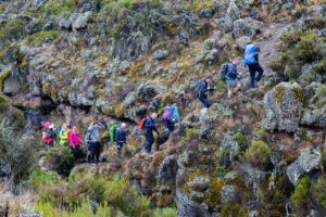 Trekking along face Kilimanjaro Northern Circuit