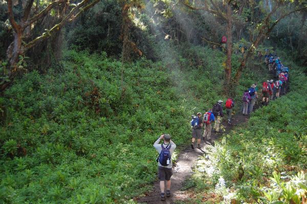 Trekking through forest route on Kilimanjaro