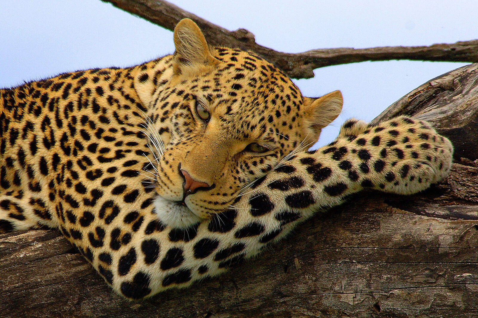 Serengeti Leopard 2