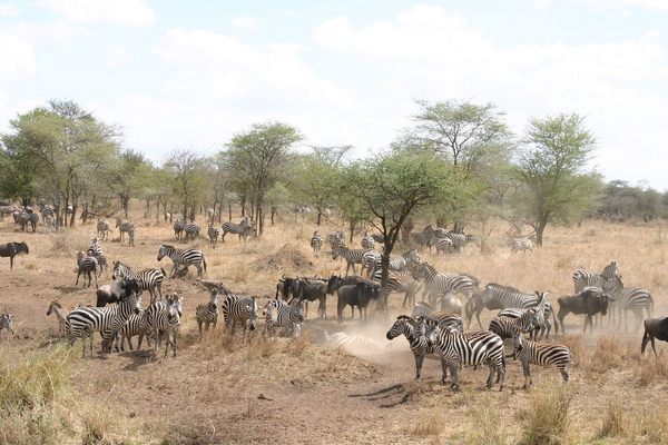 Serengeti Zebra 600x400